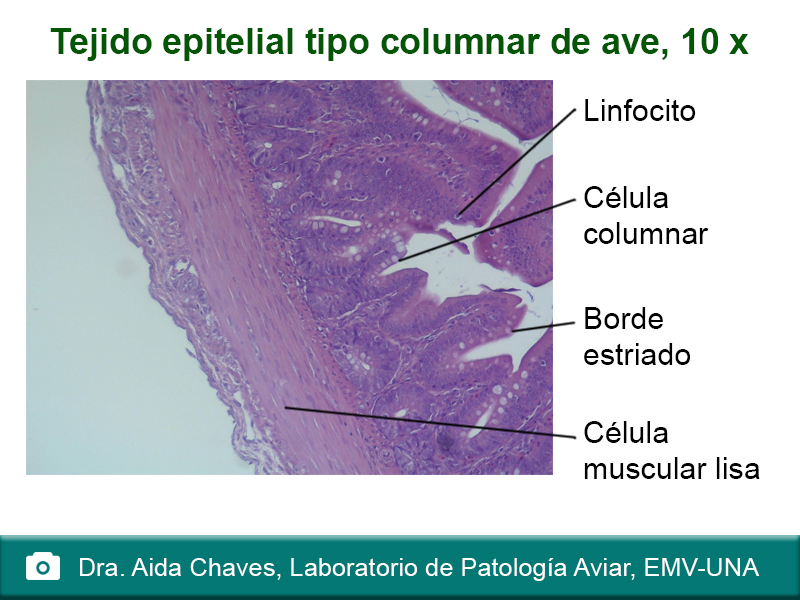 Fig. 7 tejido epitelial tipo columnar de ave