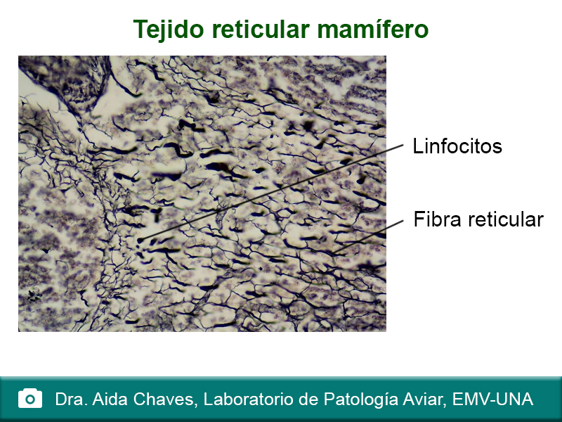 Tejido reticular mamífero