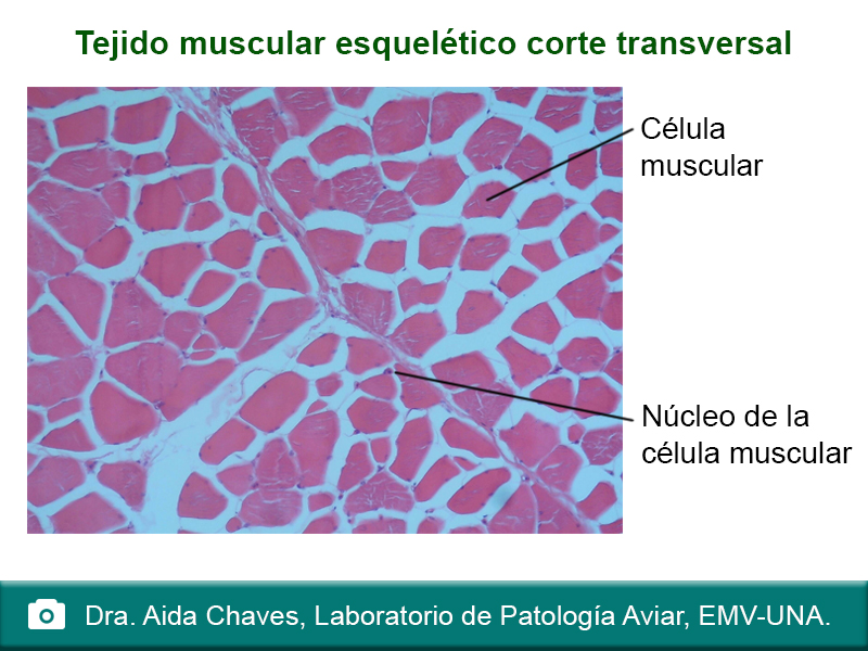 ejido muscular esquelético corte transversal