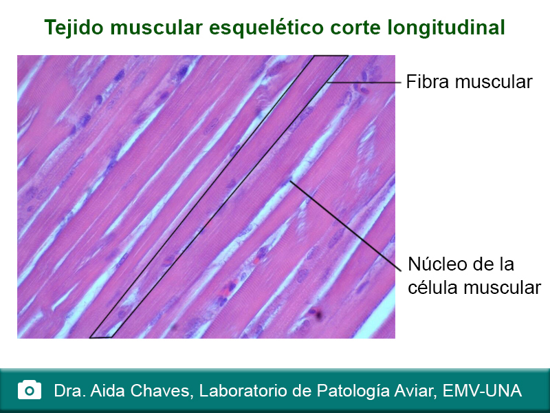 Tejido muscular esquelético corte longitudinal