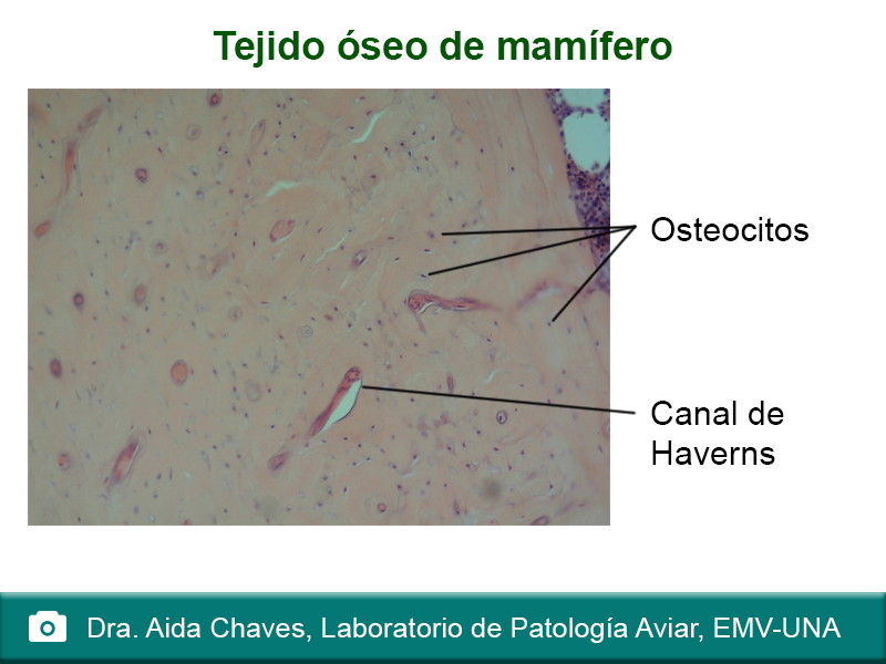 Tejido oseo de mamífero