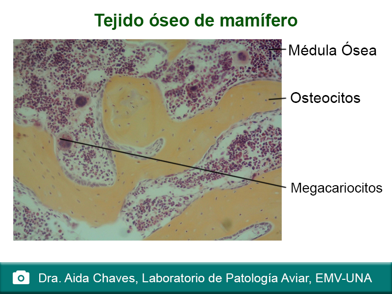 Tejido oseo de mamífero