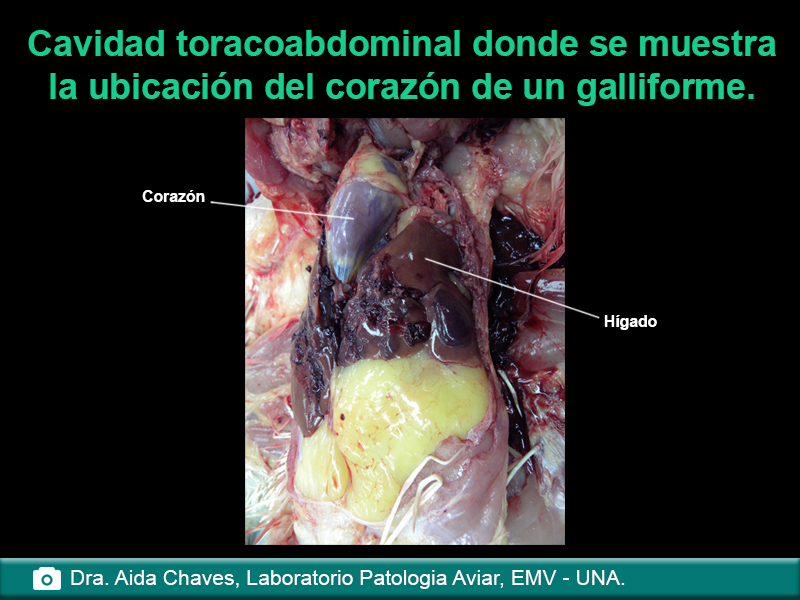 Cavidad toracoabdominal donde se muestra la ubicación del corazón de un galliforme