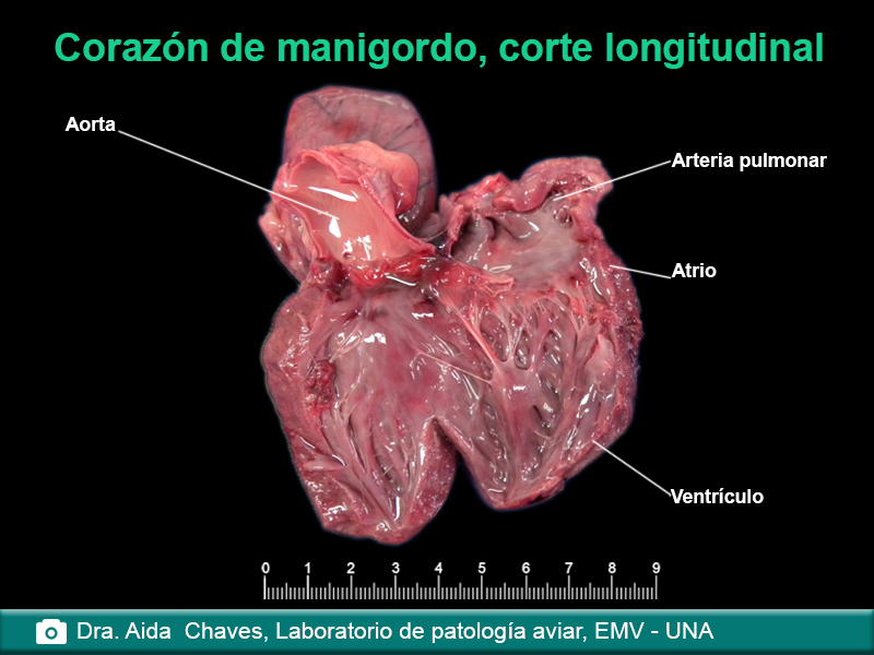 Corazón de manigordo, corte longitudinal
