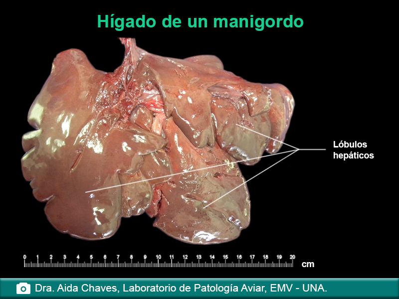 Hígado de un manigordo