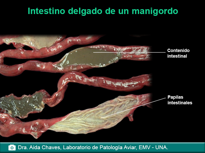 Intestino delgado de un manigordo