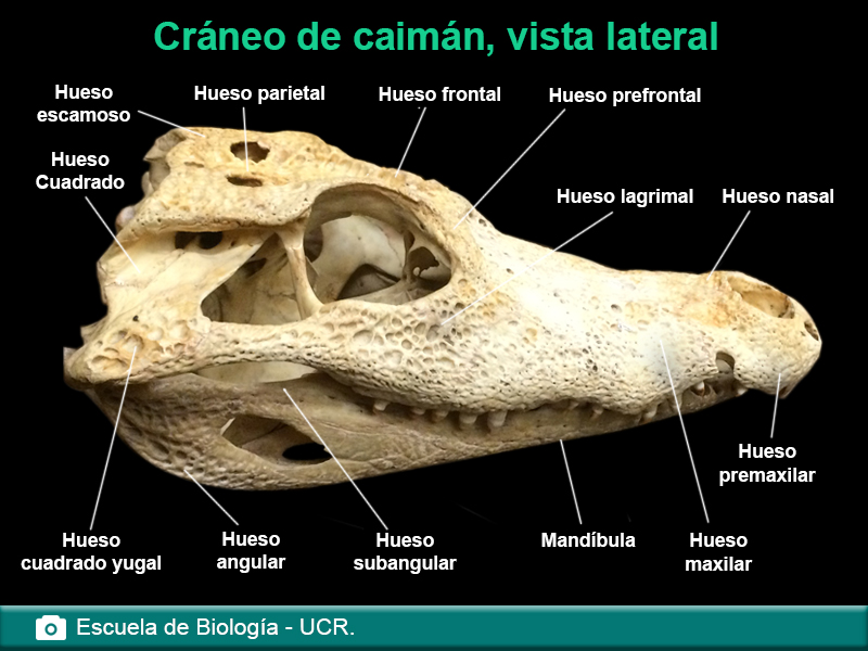 Cráneo de caimán, vista lateral