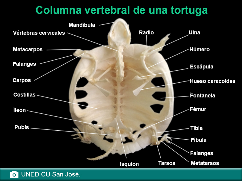 Columna vertebral tortuga