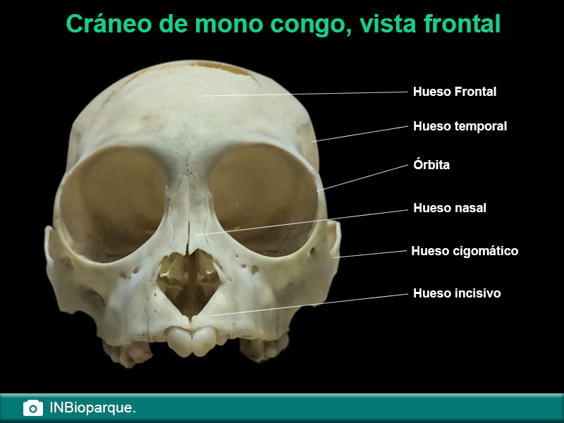 Cráneo mono congo, vista frontal