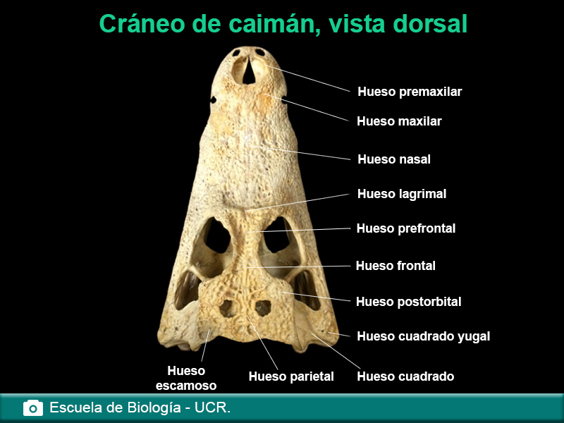 Cráneo de caimán, vista dorsal