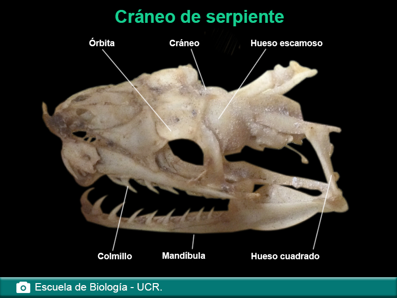 Cráneo de serpiente