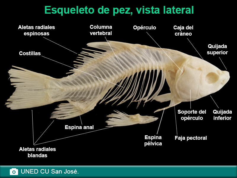 Esqueleto de pez, vista lateral