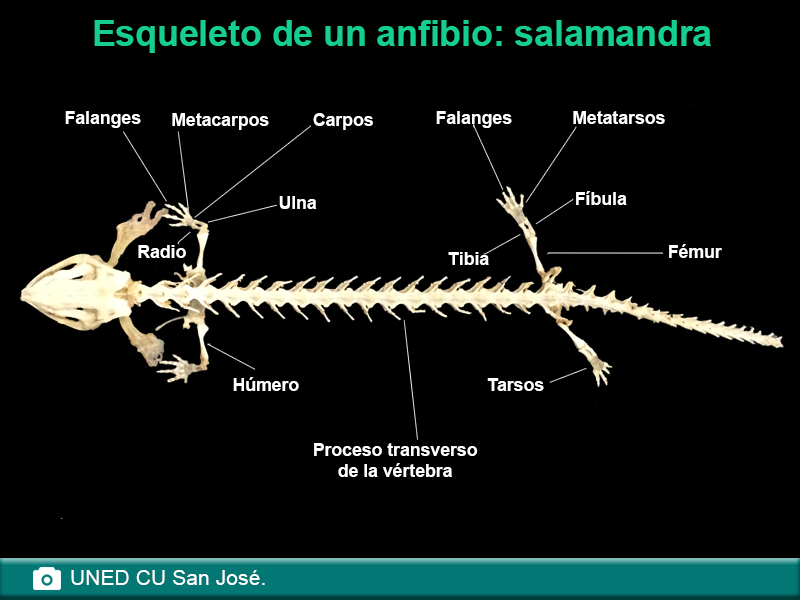 Esqueleto de una salamandra