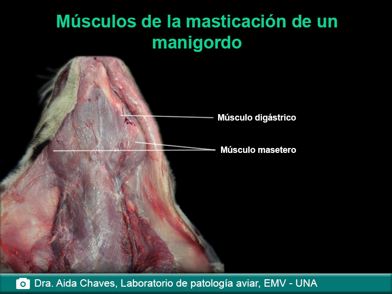 Músculos de la masticación de un manigordo