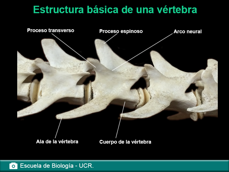Estructura básica de una vértebra