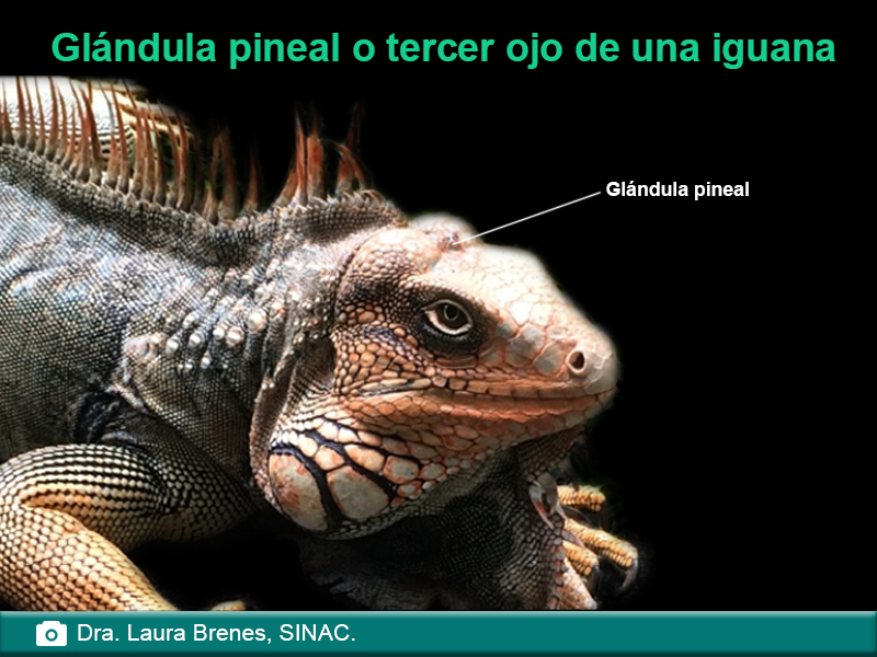 Glándula pineal o tercer ojo de una iguana