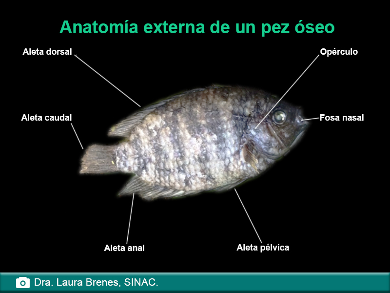 Anatomía externa de un pez óseo