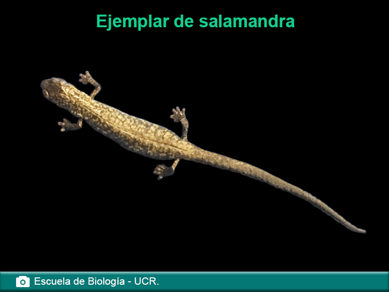 Ejemplar de salamandra