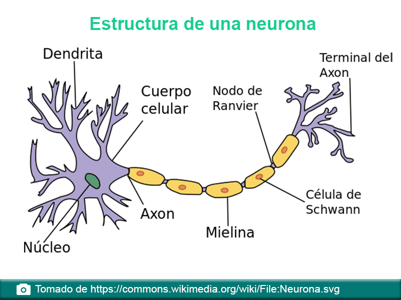 Estructura de una neurona: dendrita, cuerpo celular, nodo de ranvier, terminal del áxon, nucleo, axón, mielina, célula de schawann
