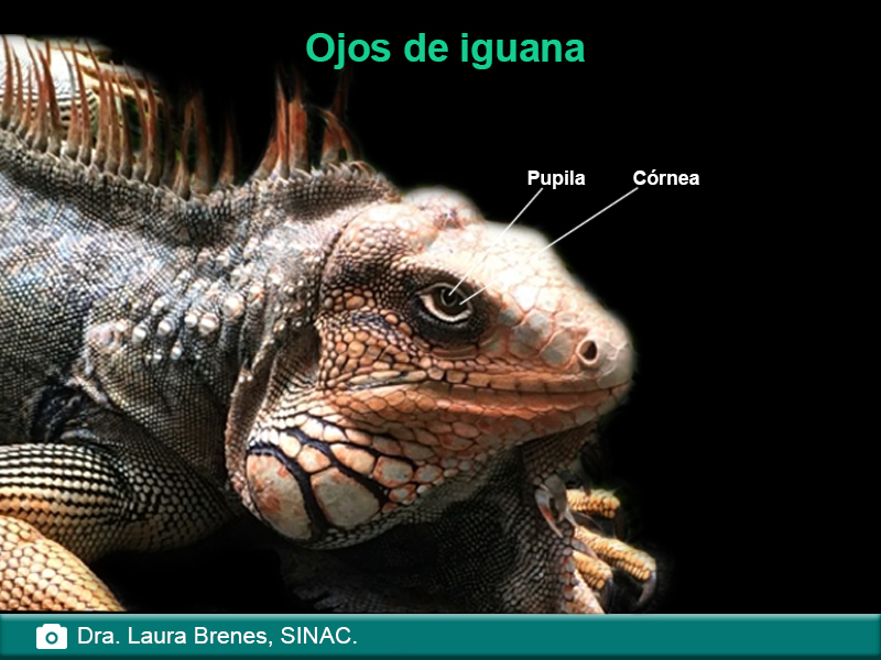 Ojo de iguana