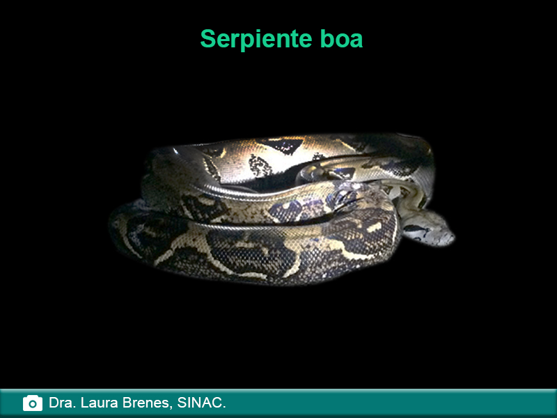 Serpiente boa