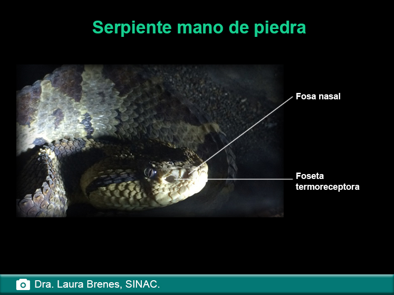 Serpiente mano de piedra