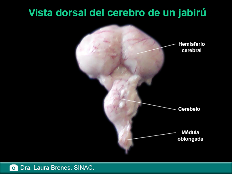 Vista dorsal del cerebro de un jabirú