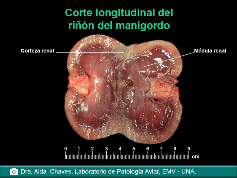 Corte longitudinal del riñon de manigordo