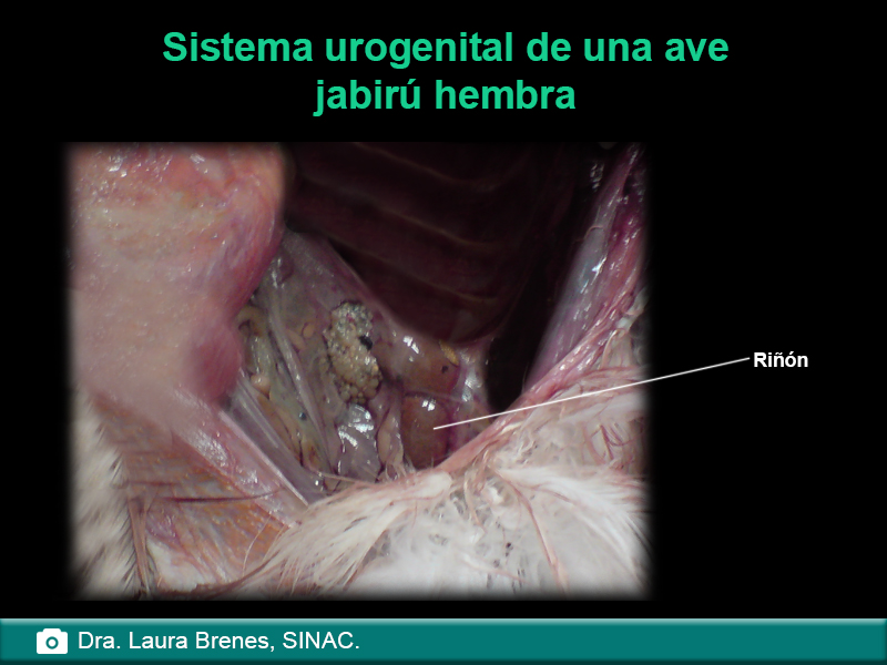 Sistema urogenital de una ave jabirú hembra