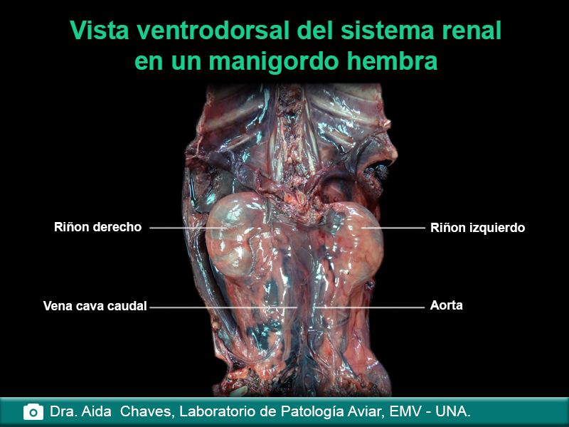 Vista ventrodorsal del sistema renal en un manigordo hembra