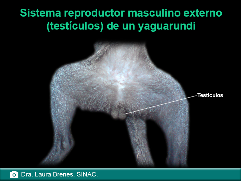 Sistema reproductor masculino externo (testículos) de un yaguarundi