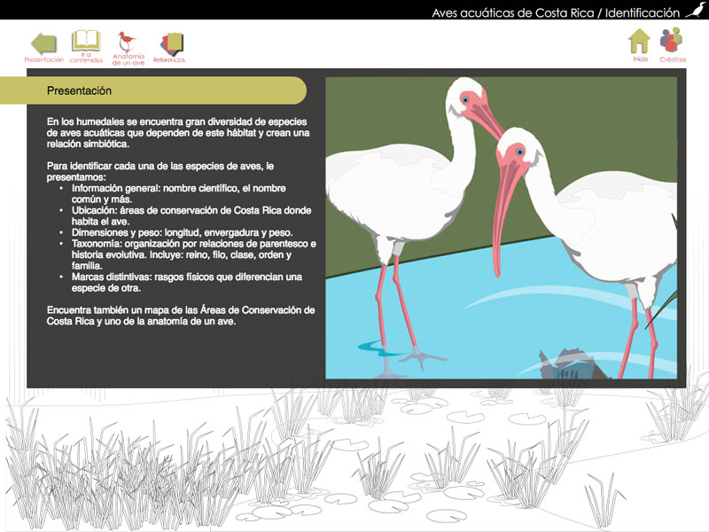 Detalle de Identificación – Aves acuáticas de Costa Rica