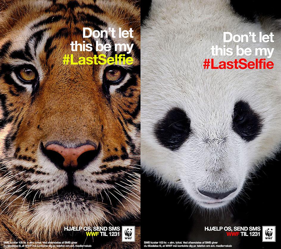 #LastSelfie sobre la foto de un tigre y un oso panda