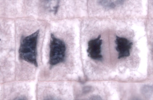Células hijas (de cebolla) en la fase final de la mitosis. Se observa la nueva pared celular que las divide.