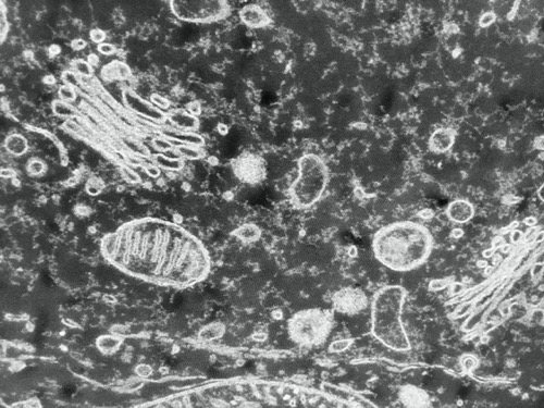 Micrografía electrónica de una célula eucariota en la que se señala una mitocondria.