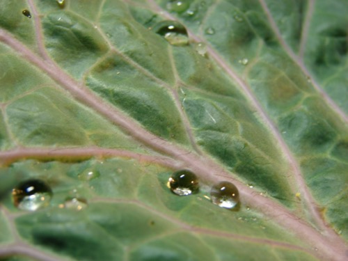 Acercamiento de una hoja de kale verde, con gotas de agua.