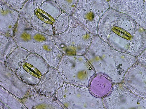 Epidermis de envés de hoja de Tradescantia sp. vista al microscopio. Se observan los estomas y las células oclusivas con sus cloroplastos.
