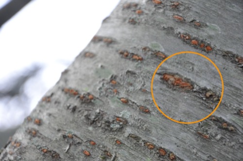 Acercamiento a las lenticelas presentes en el tronco de un árbol.