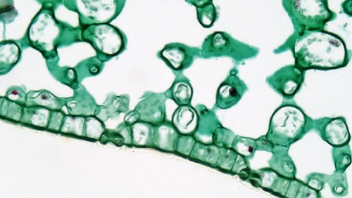 Corte transversal de hoja de angiosperma en el cual se observa el mesófilo esponjoso, compuesto por células de parénquima y espacios llenos de aire.