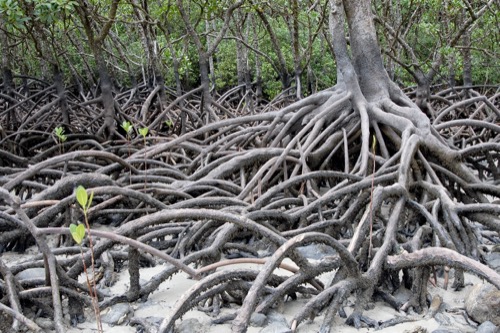 Árboles con raíces aéreas en un manglar.