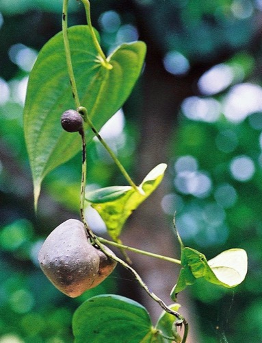 Tubérculos de Dioscorea bulbifera ("papa de aire").
