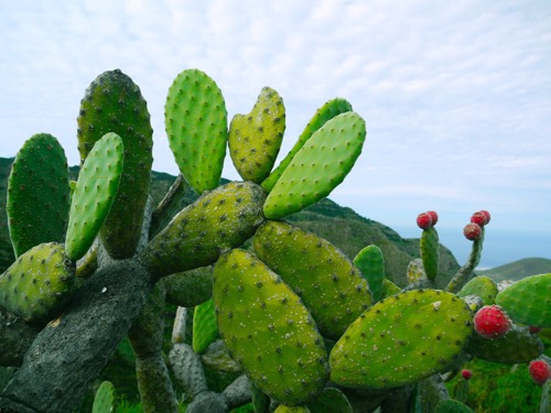 Foto de cladodios de cactus.