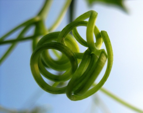 Foto de zarcillos de una planta trepadora.