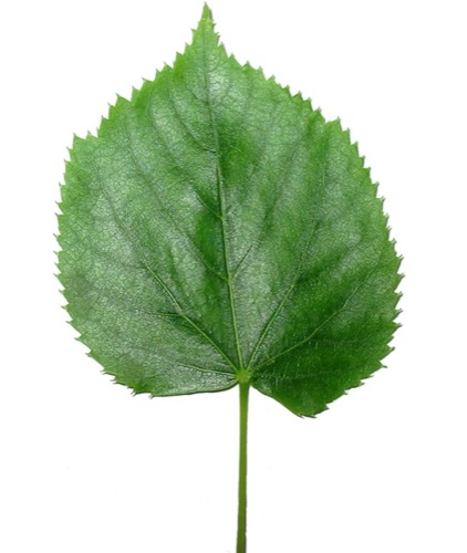 Una hoja verde con las siguientes etiquetas: ápice, lámina, pecíolo, venas y base.