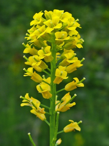 Inflorescencia tipo racimo con flores amarillas y pedicelos bien formados.