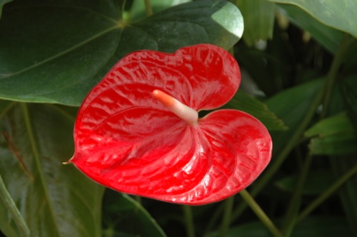 Inflorescencia tipo espádice con una espata de color rojo brillante.