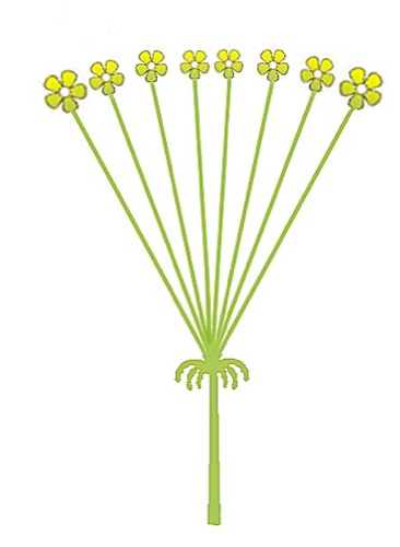 Dibujo de inflorescencia tipo umbela.