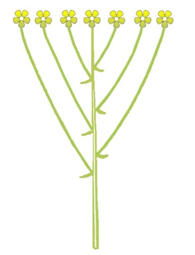 Dibujo de inflorescencia tipo corimbo.