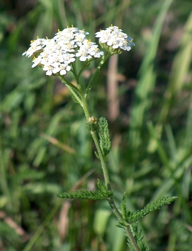 Inflorescencia tipo corimbo; todas las flores llegan a una misma altura aunque salgan de distintos puntos del eje principal.