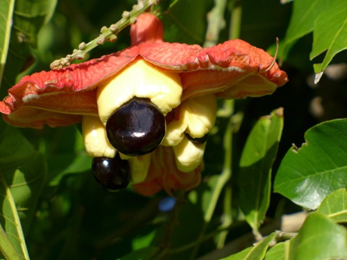 Fruto maduro de “seso vegetal” abierto espontáneamente y con las semillas expuestas.